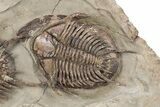 Two Stunningly Prepared Foulonia Trilobites With Two Lonchodomas #215159-3